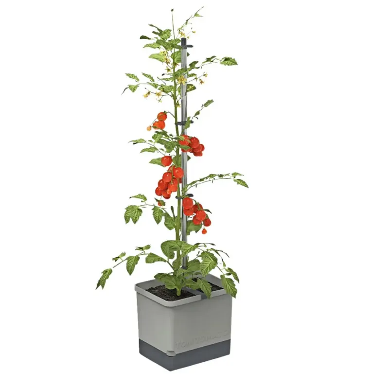 Gusta Garden Tom Tomato Light Grey